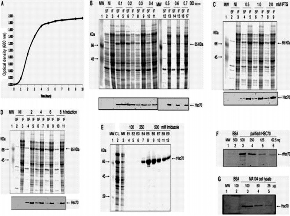 Protein disulfide isomerase and heat shock cognate protein 70