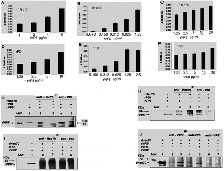 Protein disulfide isomerase and heat shock cognate protein 70