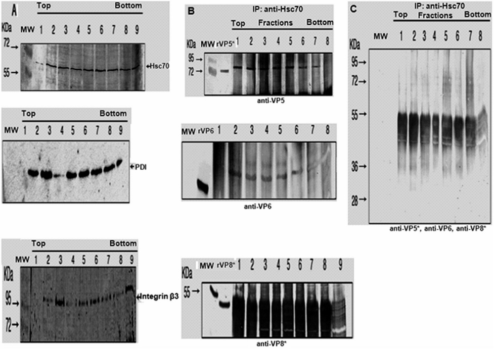 Protein disulfide isomerase and heat shock cognate protein 70