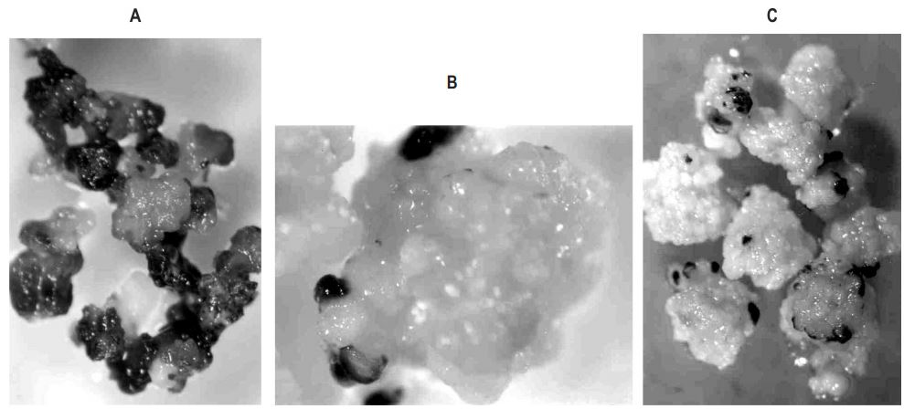 Patterns of histochemical GUS activity in rice callus, transformed with (A)
pA9GUS (B) pUbiGUS and (C) p35SGUS, 7 days after bombardment.