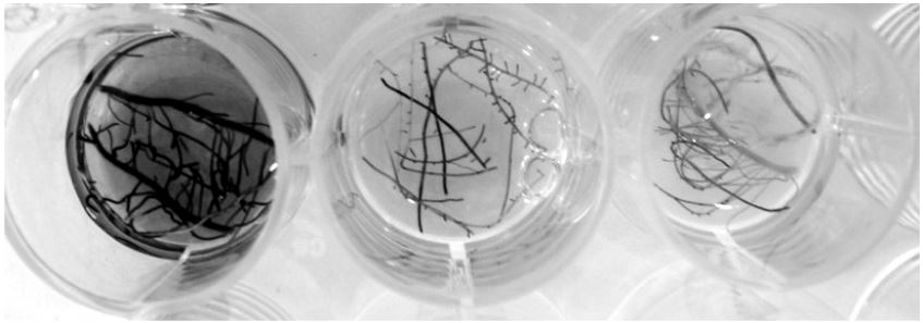 Histochemical GUS activity in roots from regenerated plants, transformed
with (A) pA9GUS, (B) pUbiGUS, (C) p35SGUS.