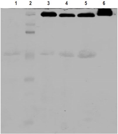 GUS activity in electrophoresis of polyacrylamide denaturing gel of non
heated samples (total soluble proteins extracted from leaves of regenerated
plants). Lanes: (1) Non-transformed plant, (2) Applichem Protein Marker III,
(3) plant transformed with pA9GUS, (4) with pUbiGUS, (5) with p35SGUS, and (6)
positive control (GUS activity in tobacco transplantomic plant)

 