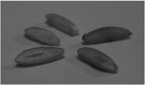 Histochemical GUS activity in longitudinal sections of seeds from plants
transformed with the A9, Ubi1 and 35S promoters.