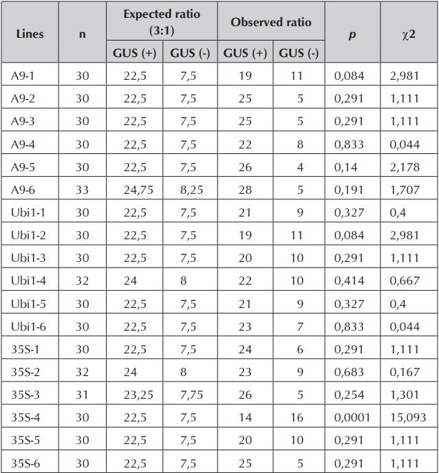 Segregation of the gus gene in T1 generation of eighteen
independent transgenic rice lines, transformed with gus fused to different
promoters: A9, Ubi1 and 35S. Data were processed using a Chi-square goodness of
fit test (p&ge;0.05).