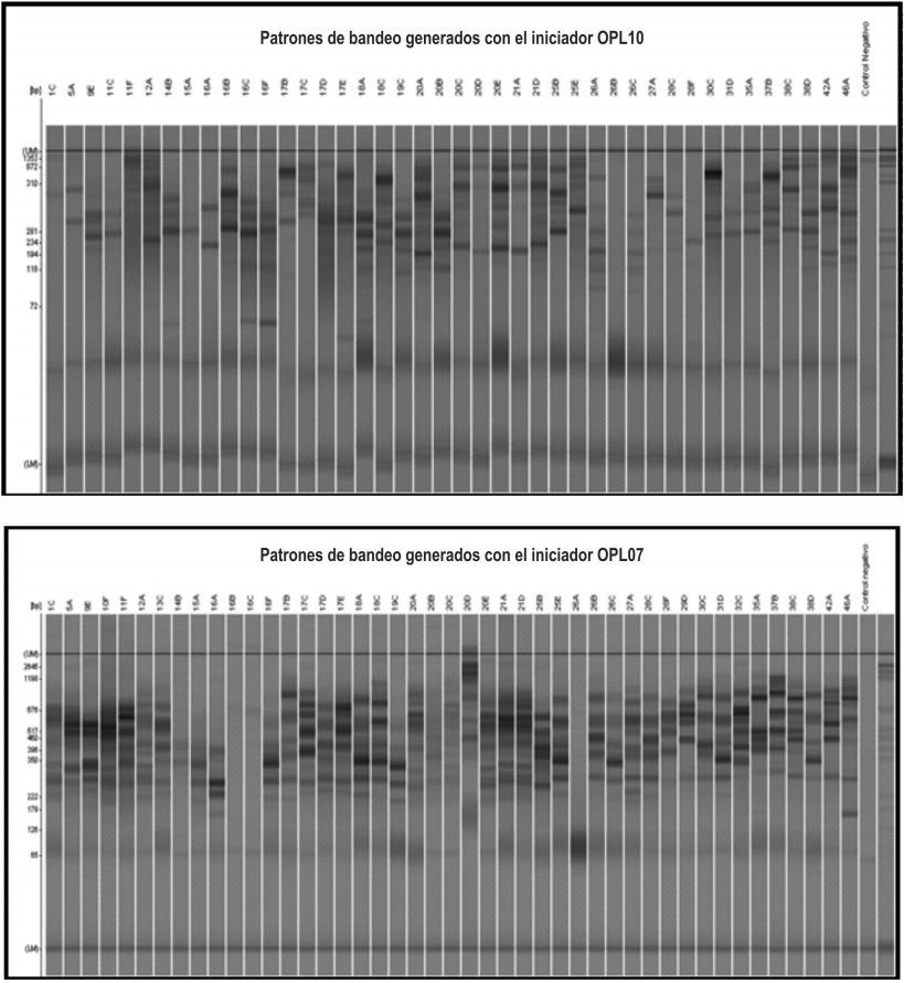 Perfiles DAF generados por electroforesis.