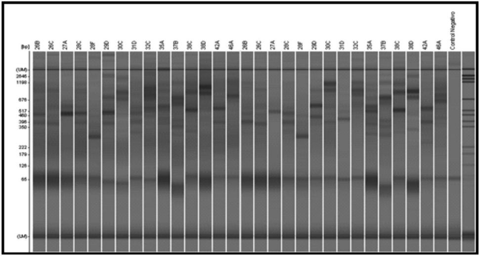 Evaluación de la reproducibilidad de las amplificaciones con la técnica DAF,
utilizando el iniciador OPL06.