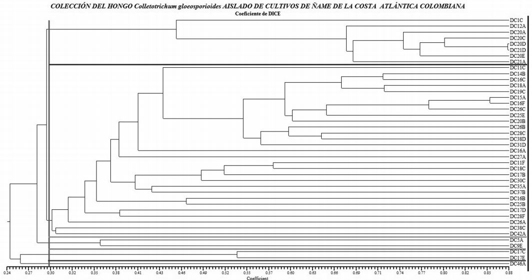 Dendograma de la diversidad genética de 42 aislados del hongo C.
gloeosporioides que afecta al cultivo de ñame, basado en el coeficiente de
similaridad de Dice y calculado de los datos combinados de los 16 iniciadores
amplificados con la técnica DAF usando el método de agrupamiento UPGMA.