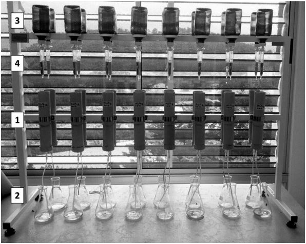 Biorreactores de columna a nivel de laboratorio. Cada biorreactor consta de
la columna donde va el carb&oacute;n (1), erlenmeyer donde se prepar&oacute; el
in&oacute;culo/tanque de lixiviado (2), tanque de alimentaci&oacute;n de lixiviado (3) y
v&aacute;lvula reguladora de flujo (4).