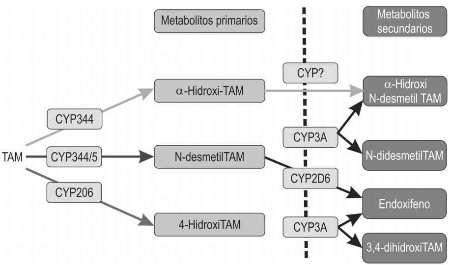 Metabolismo del tamoxifeno. Metabolitos primarios y secundarios. Tomado de Desta et al., (2005).