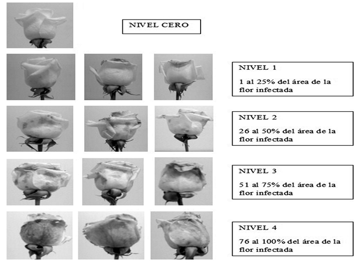 Escala de severidad de la
infección de B. cinerea en rosas de
corte de Rosa sp cv Vendela.