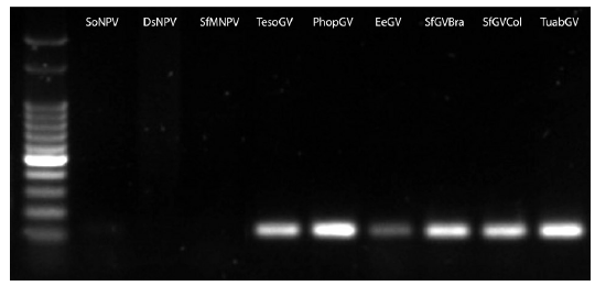 Electroforesis en
gel de agarosa al 1% con
productos de amplificación de un fragmento del gen gran.