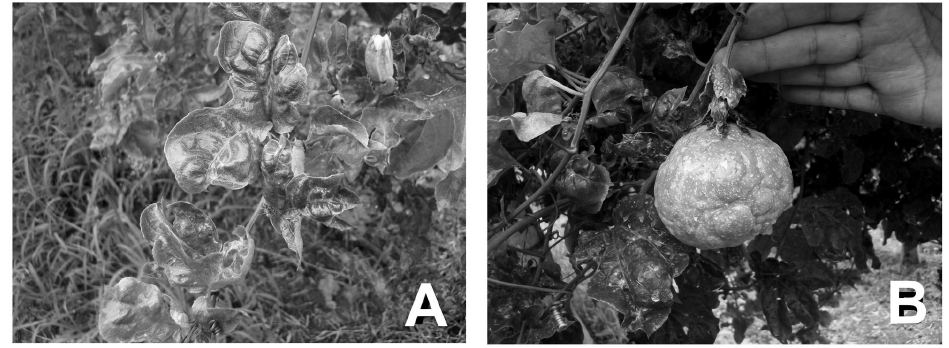 S&iacute;ntomas observados en
cultivos de maracuy&aacute; amarillo en el Valle del Cauca. (A). Deformaci&oacute;n y rugosidad foliar; (B). Deformaci&oacute;n y reducci&oacute;n en el tama&ntilde;o del fruto.