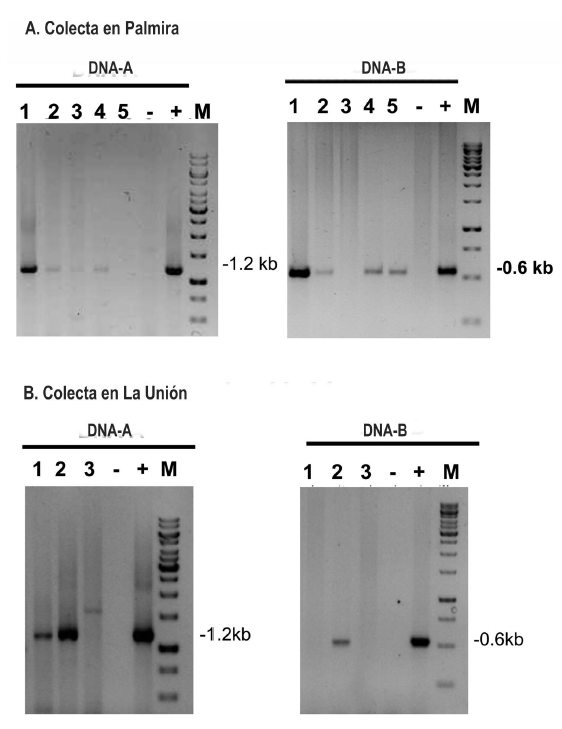 Detecci&oacute;n de begomovirus bipartitas en cultivos de maracuy&aacute;.
