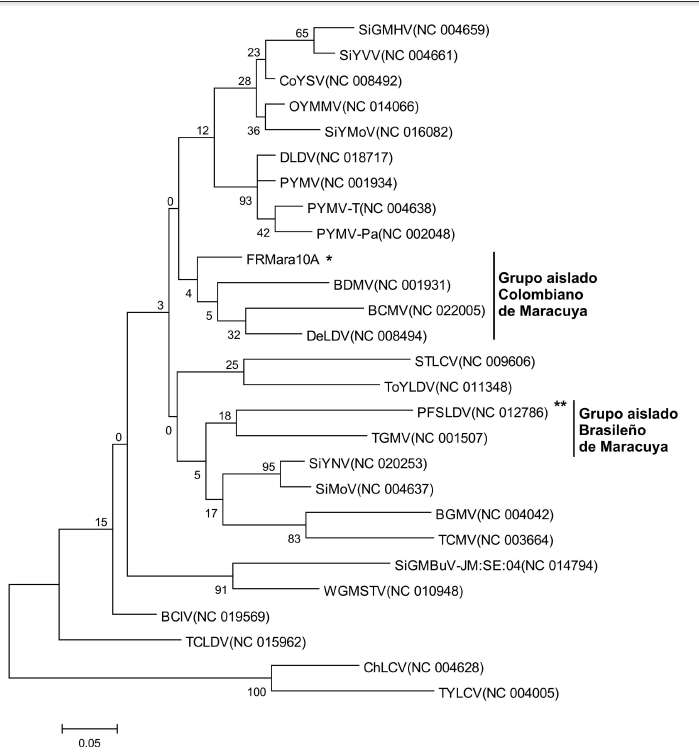 &Aacute;rbol filogen&eacute;tico
construido a partir de un fragmento de 144 nt que codifica para el gen de la prote&iacute;na de la c&aacute;pside del
begomovirus aislado de maracuy&aacute; en
Colombia (FRMara10A) con otros begomovirus del mundo.