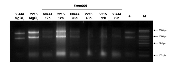Extracci&oacute;n de ARN de
CEF inoculado con Xam668 a diferentes tiempos de cocultivo (12, 24, 36, 48 y 72 horas). El ARN de una muestra de tallo se emple&oacute; como control positivo (+) de la extracci&oacute;n.
M: marcador de peso, 1Kb plus (ThermoScientific,
Waltham, MA, USA).