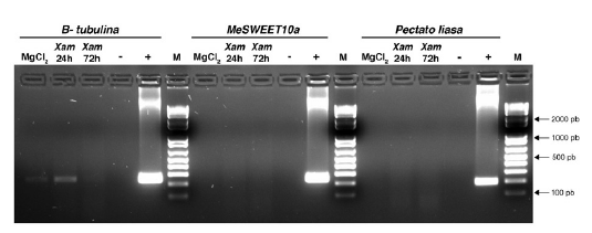 RT-PCR de los genes blanco (MeSWEET10a, pectato liasa) de dos TALE de Xam668 (TAL20Xam668 y TAL14Xam668) en CEF de yuca. Se realizaron 25
ciclos de amplificaci&oacute;n para la evaluaci&oacute;n de los tres genes.