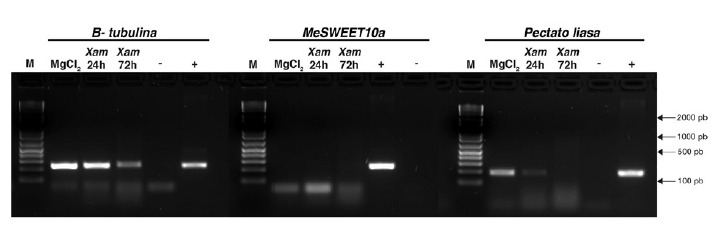RT-PCR de genes blanco de dos TALE de Xam668 en
CEF de yuca. Se realizaron 35 ciclos de amplificaci&oacute;n para la
evaluaci&oacute;n de los tres genes (B-tubulina, MeSWEET10a, pectato liasa). El CEF inoculado con MgCl2 se emple&oacute; como control negativo de la inoculaci&oacute;n.
El control negativo (-) y positi- vo (+) de
la reacci&oacute;n de PCR corresponden a agua
y ADN gen&oacute;mico, respectivamente. M: marcador de peso, 1Kb plus
(ThermoScientific, Waltham, MA, USA). 

