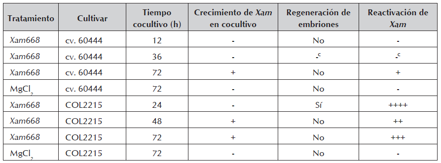 Tabla resumen del experimento de inoculaci&oacute;n de CEF con Xam668. &ndash;c, contaminaci&oacute;n ambiental; -, ning&uacute;n crecimiento; +, crecimiento leve; ++,
crecimiento moderado; ++, crecimiento abundante; ++++, sobre-crecimiento en
toda la placa.