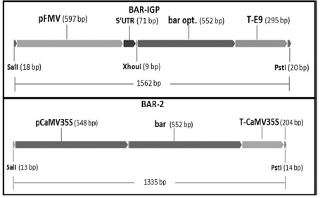 Diagrama genes semi-sint&eacute;ticos con tolerancia a
fosfinotricina, obtenido con Gene Designer 2.0.