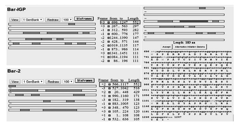 Traducci&oacute;n in silico de los genes semi-sint&eacute;ticos
que confieren tolerancia a fosfinotricina, obtenida de ORF Finder.