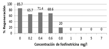 Respuesta regenerativa de N. benthamiana a la fosfinotricina.