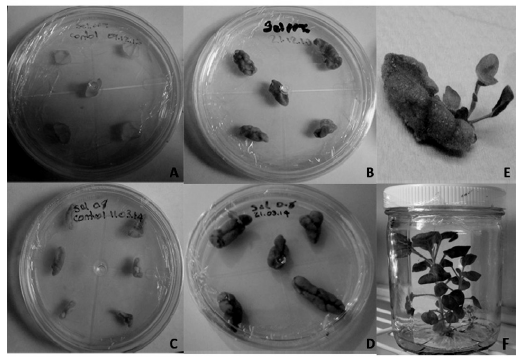 Explantes cocultivados con el vector BAR-IGP, en medio de
selecci&oacute;n con 3mg/l de PPT A. Control,
B. Explantes cocultivados. Y en
medio con 0.8 mg/l de PPT C. control,
D. Explantes cocultivados. E. Regenerante obtenido. F. Pl&aacute;ntula en medio de elongaci&oacute;n.