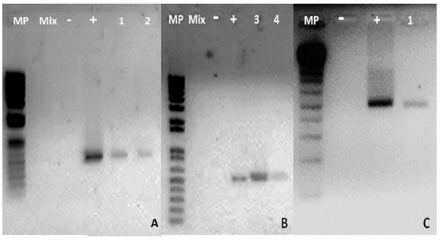 Amplificaci&oacute;n del gen
bar sobre plantas putativamente
transformadas. (MP): marcador
de peso 1Kb, (-)control negativo, (+) control
positivo, 1,2,3,4 (planta 1,2,3,4). Amplic&oacute;n
531 pb. C. Amplificaci&oacute;n del gen bar sobre ADNc. Amplic&oacute;n 531pb.