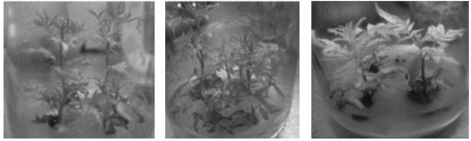 Explantes de Pistacho en fase de multiplicación en las
tres formulaciones basales. MS modificado, DKW (Driver & Ku- niyuki,
1984) y DKW-L (DUCHEFA).