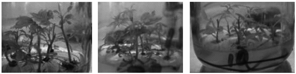 Enraizamiento de segmento
de tallos de Pistacho en tres formulaciones de medios de cultivo a los 30 días
de enraizados. MS Modificado (Daquinta, 2011), DKW (Driver & Kuniyuki, 1984) y DKW-L (DUCHEFA).