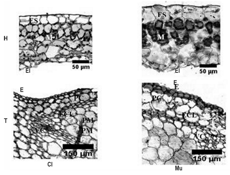 Corte transversal de hojas (H) y tallos (T) de plantas in vitro conservadas durante 12 meses (CI) y en fase de multiplicaci&oacute;n (Mu). ES, epidermis superior; EI, epidermis inferior; M, mes&oacute;filo; E, epidermis; PC, par&eacute;nquima cortical; ECL, escler&eacute;nquima; VC, vasos conductores; PM, par&eacute;nquima medular.