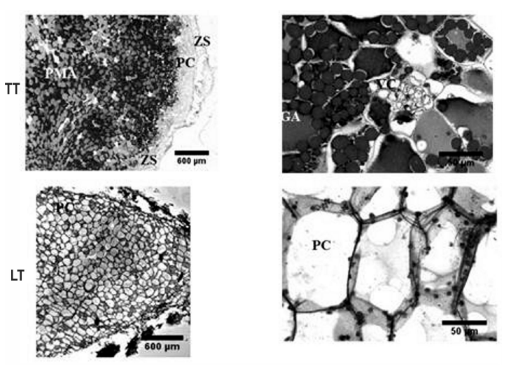 Corte longitudinal (LT) y
transversal (TT) de microtub&eacute;rculos formados durante la conservaci&oacute;n in vitro durante 12 meses. ZS, zona suberosa;
PC, par&eacute;nquima cortical; VC, vasos conductores; PMA, par&eacute;nquima medular amil&iacute;fero;
GA, gr&aacute;nulos de almid&oacute;n.
