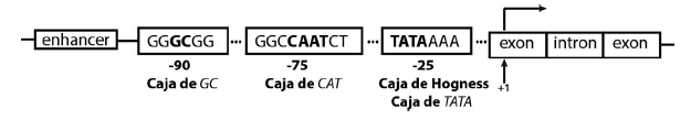 Representación
esquemática de las secuencias de un promotor.