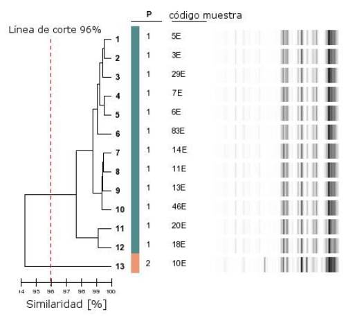 Dendrograma de aislamientos de E. faecalis resistentes a quinolonas. Los datos muestran 13 patrones genéticos (p) agrupados en dos genotipos obtenidos por rep-PCR. La figura fue elaborada basada en el análisis de los patrones con el sistema DiversiLab. Sample ID, número de muestra asignado en el estudio. La escala horizontal (94-100) indica el nivel de similaridad de los patrones expresado en porcentaje. Patrones con porcentaje de similaridad mayor al 97% se identifican como clones.
