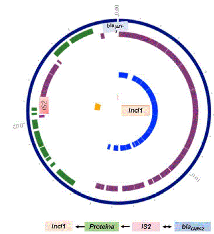 Entorno genético del gen blaCMY-2 . Se identificó el gen en un plásmido conjugativo del grupo de incompatibilidad Incl1, acompañado corriente arriba de una secuencia de inserción. La figura fue generada utilizando el software PATRIC 3.3.0.