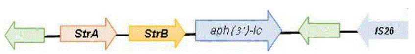 Mapa genético de la región de resistencia a aminoglicósidos StrA-StrB-aph(3´)-1c flanqueado corriente abajo por la secuencia de inserción IS26.