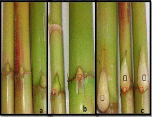 Formación de raíces adventicias en yemas de esquejes de Caña Agria a los 5 días de iniciada la inducción, a) poca formación de raíces con 0,0 mg-L"1 de ANA, b) círculos que indican zonas en las yemas con desarrollo de raíces en concentraciones de 500 mg-L"1 de ANA, c) rectángulos que indican la presencia de hiperhidricidad en las yemas con 1000 mg-L"1 de ANA.