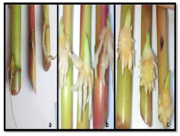 Raíces formadas a los 10 días de inducción. a) Raíces translucidas en 0,0 mg-L-1, b)abundante zona pilífera en 500 g-L-1, c) formación de una masa de callo, con raíces muy cortas con 1000 mg-L-1 de ANA.