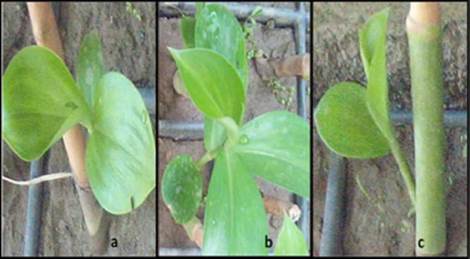 Número de hojas y longitud de brotes a los 30 días de pasados los esquejes a bandejas de germinación, a) 0,0 mg-L-1, b) 500 mg-L-1, c) 1000 mg-L-1 de ANA.