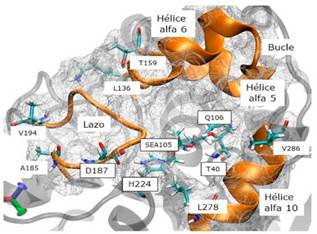 Estructuras secundarias que rodean al sitio activo de AcetilCalB. i) Residuos aminoac&iacute;dicos L136 a T159, corresponden a la h&eacute;lice alfa 5, bucle y h&eacute;lice alfa 6. ii) Lazo compuesto por los residuos aminoac&iacute;dicos A185 a V194. iii) Segmento de la h&eacute;lice alfa 10, compuesta por los residuos aminoac&iacute;dicos L278 a V286. Los residuos aminoac&iacute;dicos que componen la triada catal&iacute;tica (D187, H224 y SEA105), y los residuos aminoac&iacute;dicos que componen el hueco oxiani&oacute;nico (T40 y Q106) se indican con un recuadro. Esta representaci&oacute;n corresponde a la AcetilCalB en el complejo de Michaelis OS1-I.