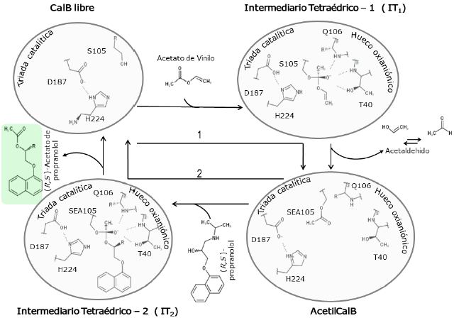 Modelo del mecanismo de acilaci&oacute;n de propranolol catalizado por CalB indicando los dos intermediarios tetra&eacute;dricos y la AcetilCalB. 1 Reacci&oacute;n de acilaci&oacute;n de la enzima. 2 Reacci&oacute;n de desacilaci&oacute;n de la enzima. El primer sustrato, donador acilo, es el acetato de vinilo. El propranolol es el segundo sustrato. El producto final de la reacci&oacute;n es el (R,5)-acetato de propranolol.