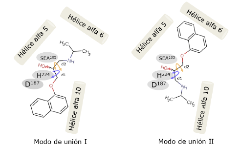 Modos de uni&oacute;n del (R,5)-propranolol en el sitio activo de AcetilCalB. Los residuos de la triada catal&iacute;tica (D, H y SEA) se ubican en el medio de las h&eacute;lices alfa que rodean al sitio activo (Escorcia et al., 2014). Los &aacute;ngulos diedros d1 (OCCO) y d2 (OCCN) dan flexibilidad para que el propranolol se ubique en los dos modos de uni&oacute;n y son representados por flechas. 