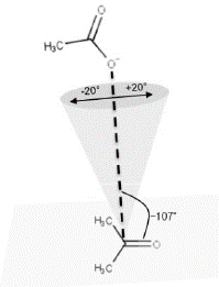 Conformaci&oacute;n de ataque cercano (NACs). La distancia (l&iacute;nea discontinua en negrita) entre el ox&iacute;geno con carga formal -1 y el carbono electrodeficiente (&aacute;tomos que har&aacute;n parte en la reacci&oacute;n) se encuentran a una distancia menor o igual que la sumatoria de sus radios de van der Waals y con un &aacute;ngulo de ataque al grupo carboni-lo, de +/- 20&deg; alrededor de un eje imaginario que est&aacute; a ~107&deg; del plano del grupo carboxilo (Bruice, 2002, 2006).