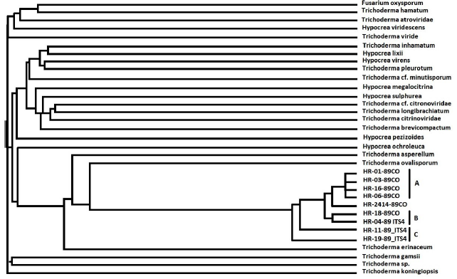 Cladograma basado en secuencias nucle&oacute;tidicas de la regi&oacute;n ITS1-ITS4 de cepas nativas de hongos aislados de raquis de palma africana (Trichoderma spp) y 24 especies de Trichoderma, Fusarium, e Hypocrea (GenBank; www.ncbi.nlm.nih.gov) analizadas con el algoritmo Neighbor Joining Se presentan tres ramas entre las secuencias de los hongos nativos evaluados (A, B y C) bien definidas. La rama A muestra una similitud de las secuencias del 100% entre las cuatro muestras.