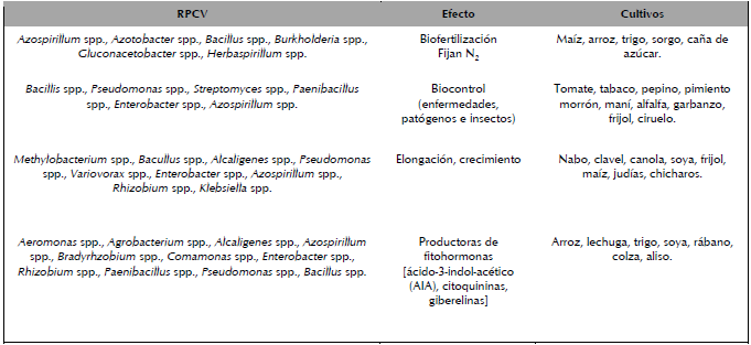 Rizobacterias promotoras de crecimiento vegetal, efectos y cultivos donde se han evaluado.