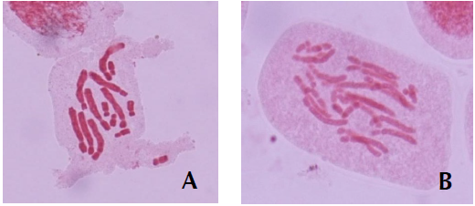 Microfotograffa de c&eacute;lulas diploides (2n) de Aloe vera (A) y tetraploides (4n) (B) de Aloe vera.