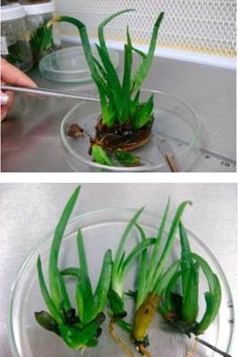 Apariencia de las vitroplantas de Aloe vera diploides (2n= 14).