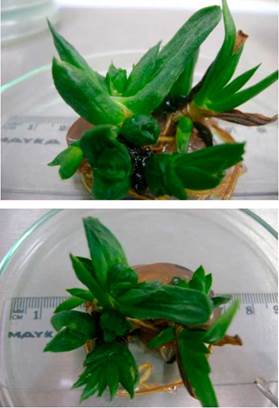Apariencia de las vitroplantas de Aloe vera con tejido quim&eacute;rico.