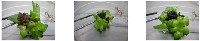 Apariencia de las vitroplantas de Aloe vera tratadas con colchicina a una concentraci&oacute;n de 0,15%.