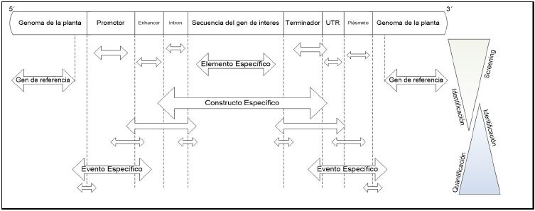 Niveles de especificidad para la detección e identificación de OGM. modificado a partir de Lusser etal., (2011).