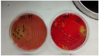Colonias típicas de Salmonella spp. en medio S-S y XLT4.